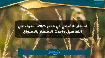 أسعار الأضاحي في مصر 2025.. تعرف على التفاصيل وأحدث الأسعار بالأسواق